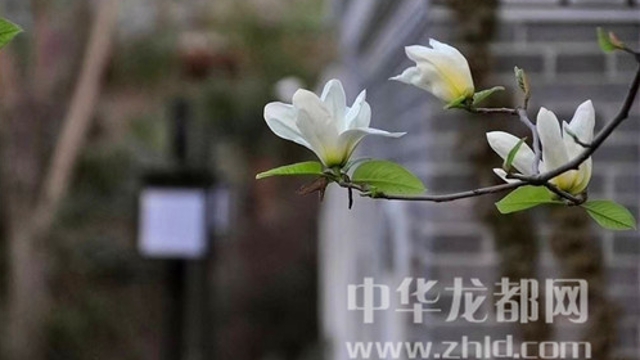 淮陽蓮舍，多了一份味道