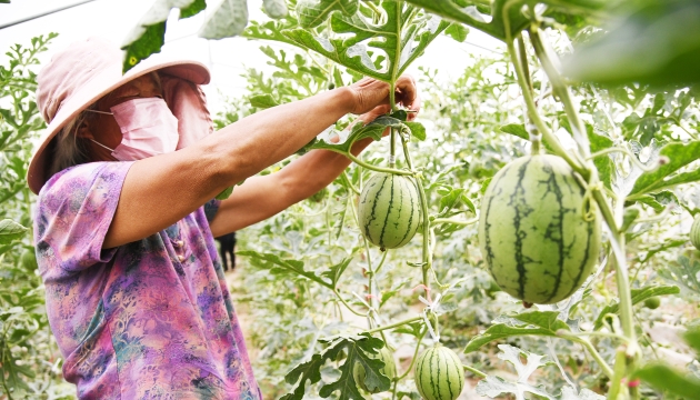 谷雨前后，種瓜點豆