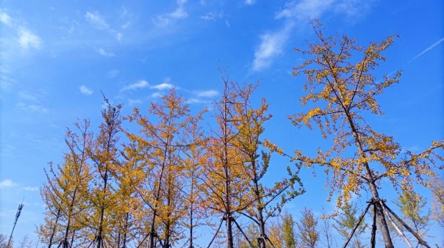 ?多彩的秋天，繽紛的秋葉