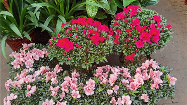 火紅年宵花，美麗過(guò)新年