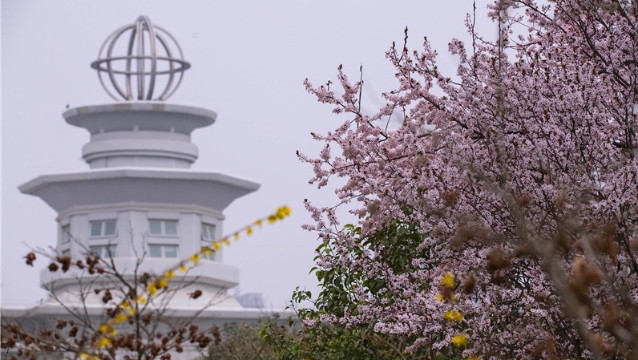 陽春三月，踏青賞花正當(dāng)時