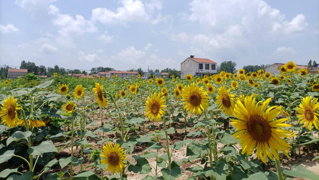 [鹿邑]馬鋪鎮(zhèn)：廢閑土地開出“幸?；ā?> </a></TD>             </TR>           </TBODY>         </TABLE>         <TABLE class=margin_4 border=0 cellSpacing=0 cellPadding=0 width=